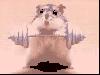 Strong Hamster